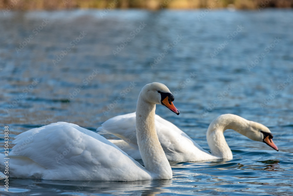 Fototapeta premium Swan on the lake