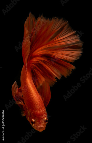 Style of orange siamese fighting fish isolated on black background.