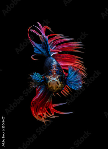 Style of Red-Blue Siamese fighting fish isolated on black background.
