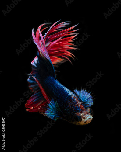 Style of Red-Blue Siamese fighting fish isolated on black background.