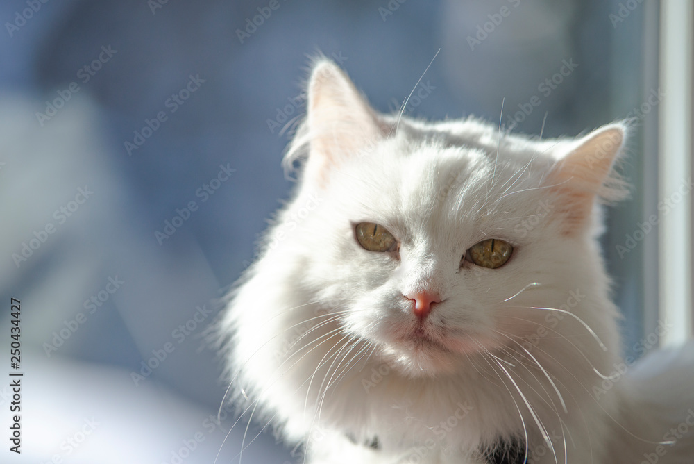 Close up of a long haired white cat Close up of a long haired white cat