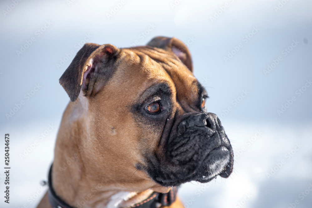 Boxer Dog Outside in winter