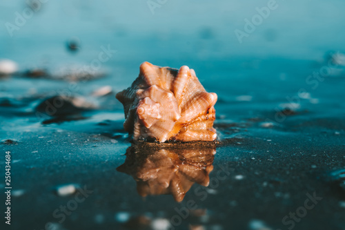 Shell on the beach