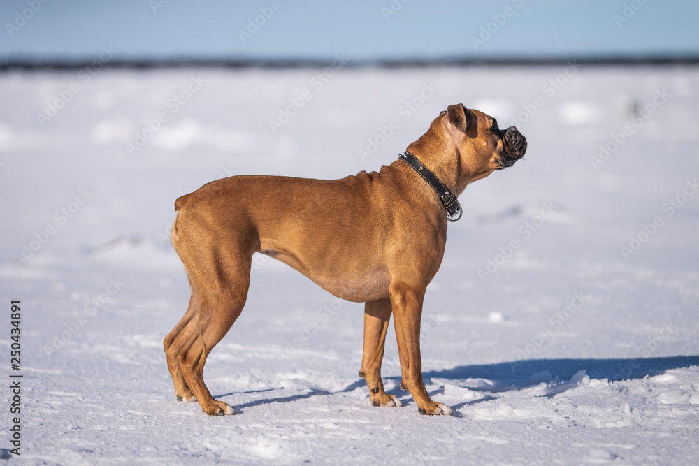 Boxer Dog Outside in winter