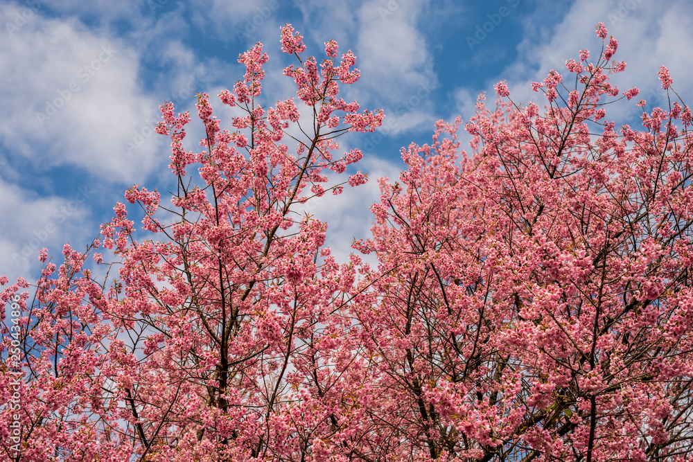 Day of seasonal flowers in full bloom.15 Day of seasonal flowers in full bloom.15