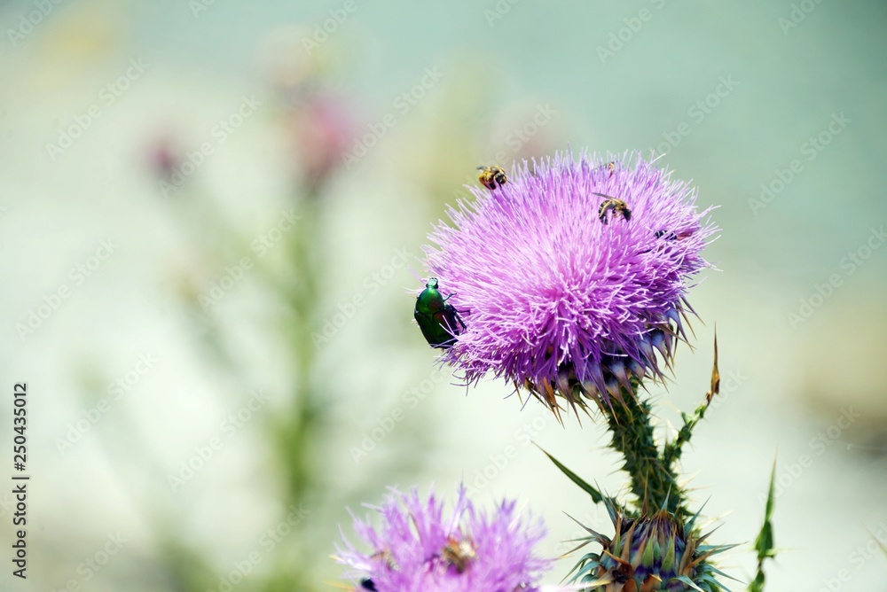 Purple thistle with insects Purple thistle with insects