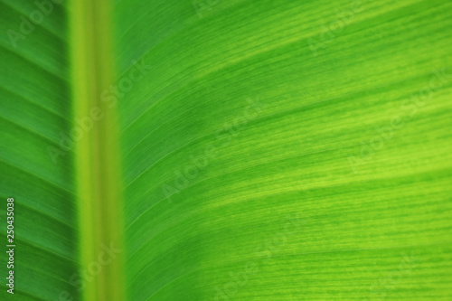 leaf banana texture