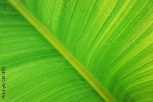 leaf banana texture