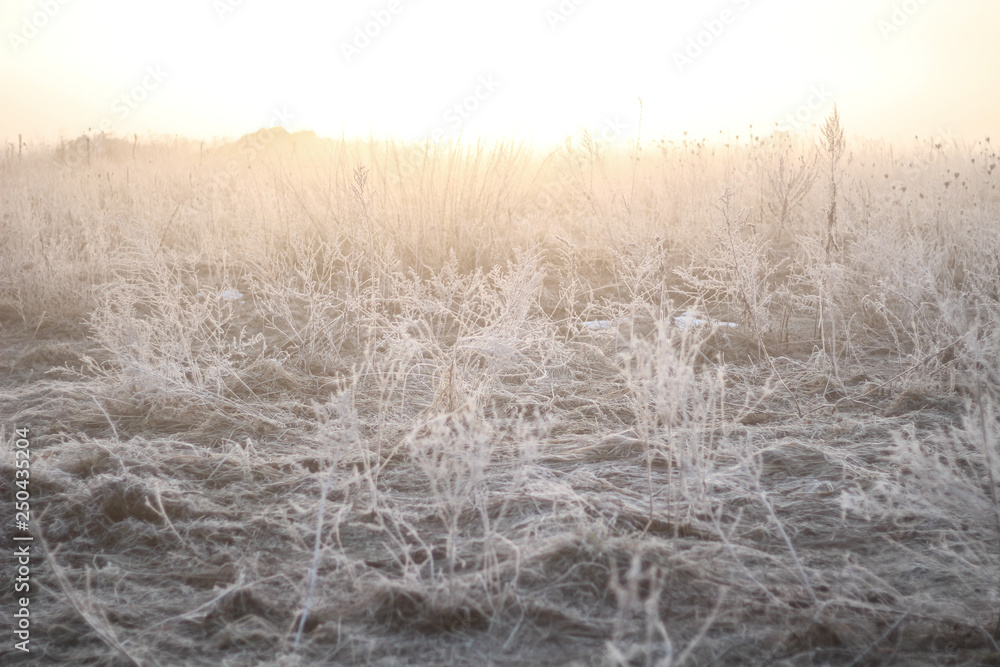 Grass with frost. Sunrise and frosts. Grass. Early spring Macro shooting of plants Grass with frost. Sunrise and frosts. Grass. Early spring Macro shooting of plants