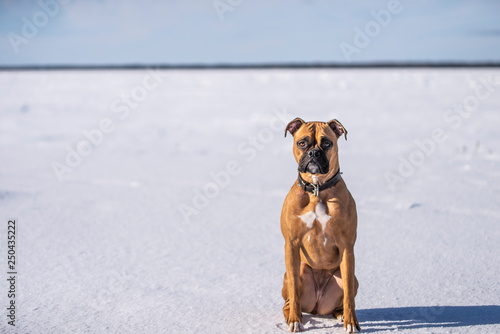 Boxer Dog Outside in winter