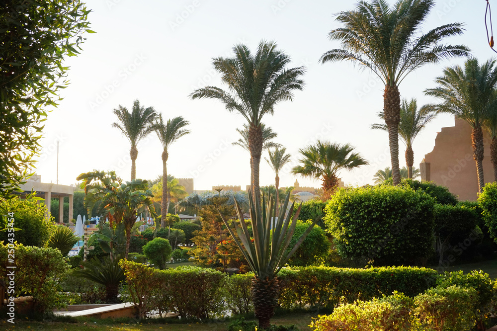 egypt palm tree park