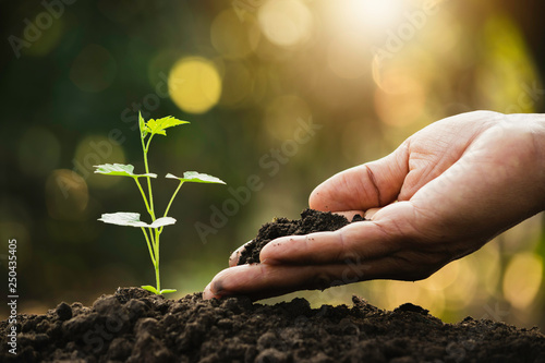 Closeup hand of person holding abundance soil with young plant in hand for agriculture or planting peach nature concept.