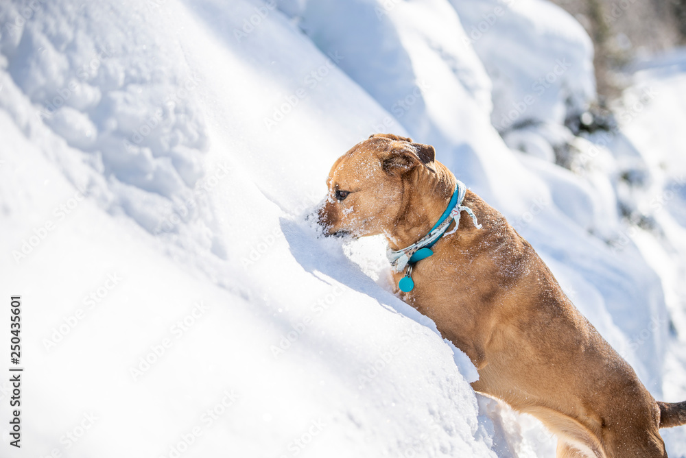 staffordshire terrier dog in the winter snow in quebec canada staffordshire terrier dog in the winter snow in quebec canada