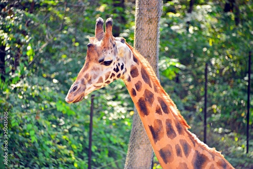 Tall cute giraffe