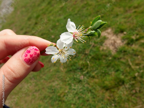 Woman with pink painted nails holding in her hand tiny white blossoms