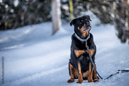 Rottweiler dog in the winter Snow