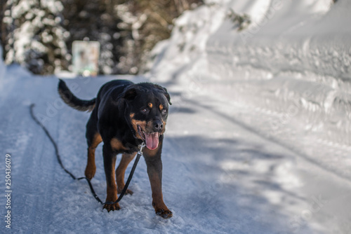 Rottweiler dog in the winter Snow