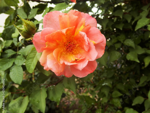 Orange blooming garden rose