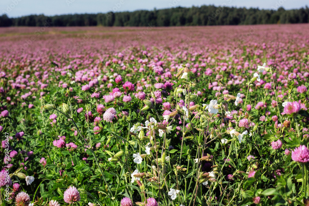 Summer landscape with a field of flowering pink clover and wildflowers. Summer landscape with a field of flowering pink clover and wildflowers.