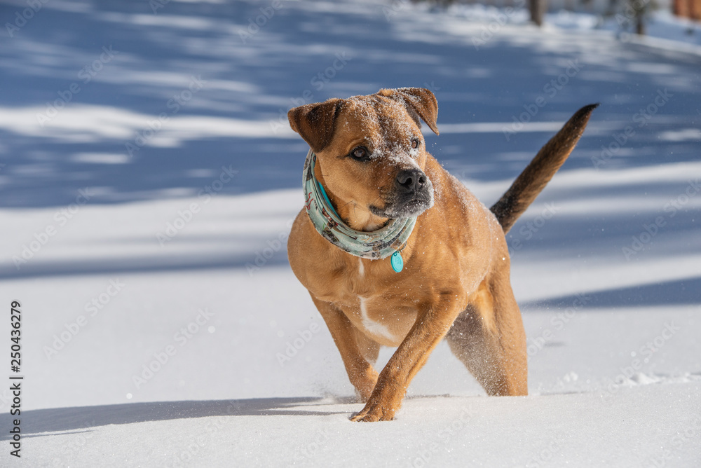 staffordshire terrier dog in the winter snow in quebec canada staffordshire terrier dog in the winter snow in quebec canada