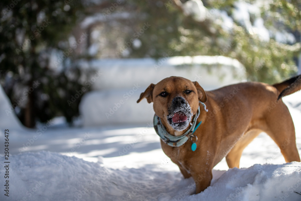 staffordshire terrier dog in the winter snow in quebec canada