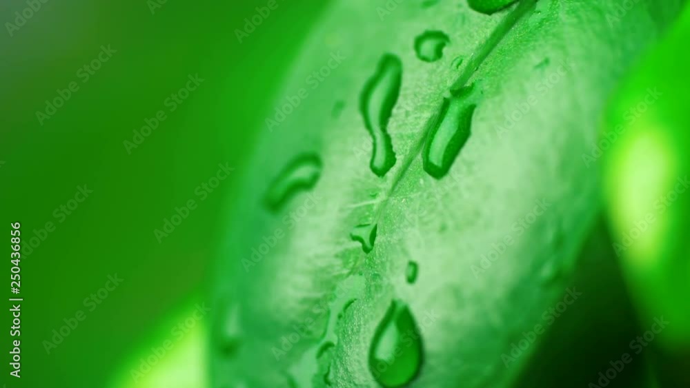Droplets of rain or dew falling on fresh green leaves, nature, backgrounds. Macro shot Droplets of rain or dew falling on fresh green leaves, nature, backgrounds. Macro shot