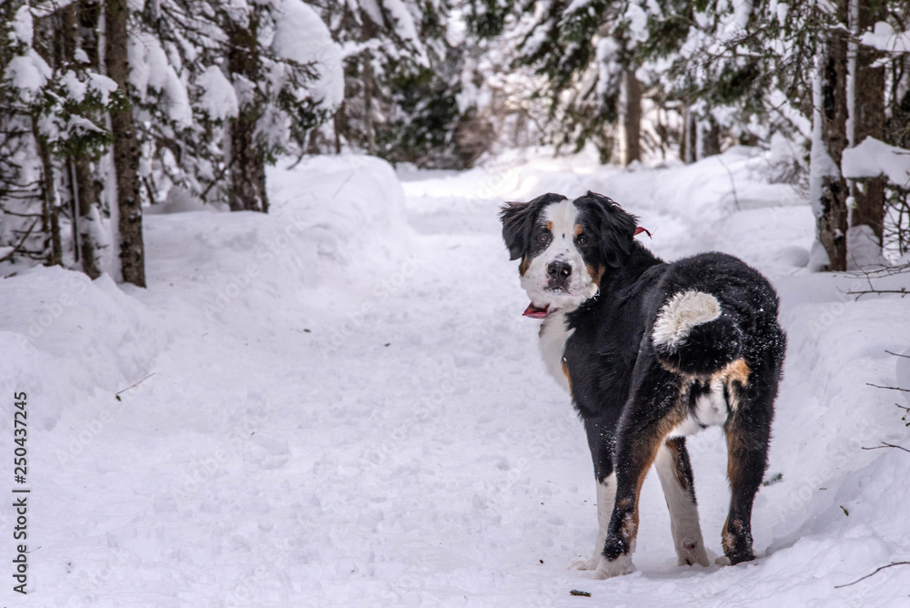 Bernese Mountain dog in the winter snow Bernese Mountain dog in the winter snow