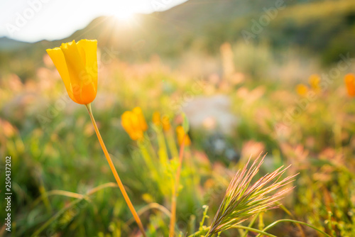 Mexican Poppies