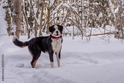 Fototapeta Naklejka Na Ścianę i Meble -  Bernese Mountain dog in the winter snow