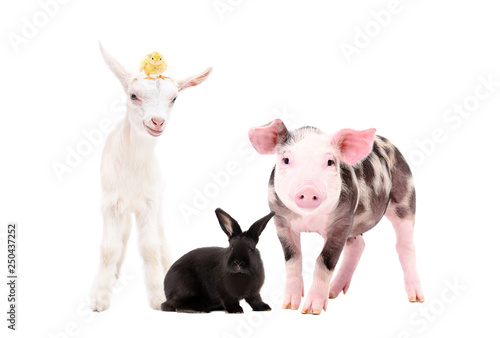 Adorable farm animals together isolated on white background