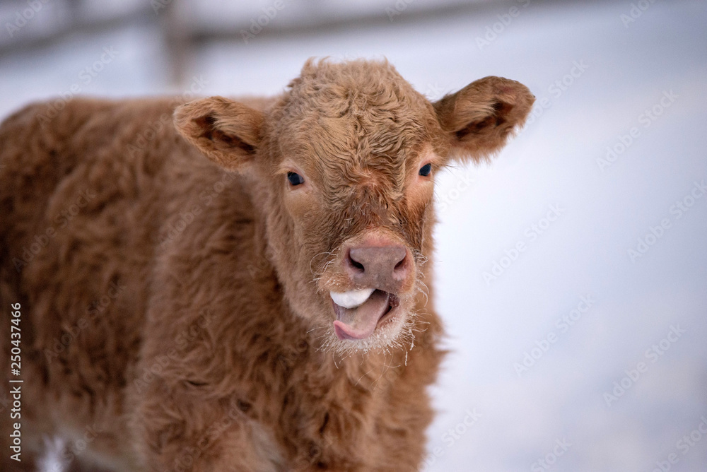 Fototapeta premium Black Angus and Charolais Cross Cow Calf Eating Snow