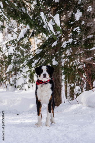 Bernese Mountain dog in the winter snow