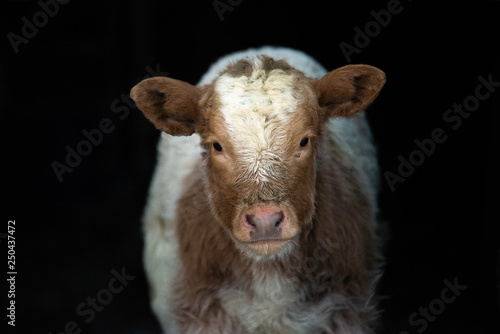 Isolated Shorthorn Cow Calf on Black Background photo
