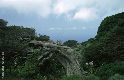 sabina tree, el hierro canary islands, spain photo