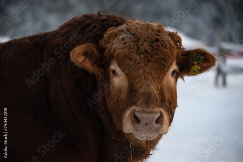 Wallpaper Mural Big Red Limousin Cow Bull Outside in Winter Close up Torontodigital.ca