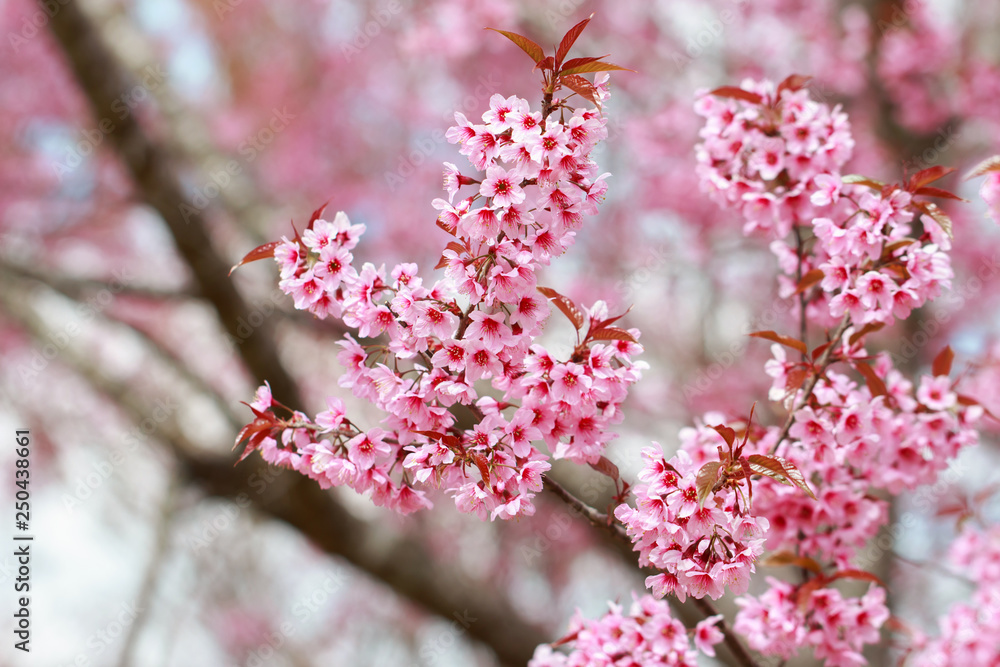 Wild Himalayan Cherry Blossoms in spring season (Prunus cerasoides), Sakura in Thailand, selective focus, Phu Lom Lo, Loei, Thailand. Wild Himalayan Cherry Blossoms in spring season (Prunus cerasoides), Sakura in Thailand, selective focus, Phu Lom Lo, Loei, Thailand.