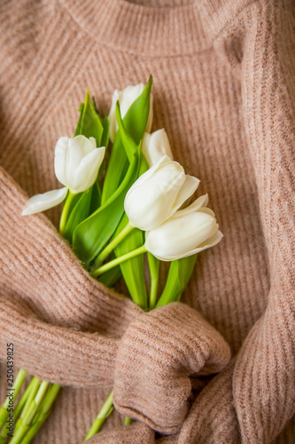 Fototapeta Naklejka Na Ścianę i Meble -  Spring tulips bouquet with woman sweater, top view of white tulips on a wool cozy sweater