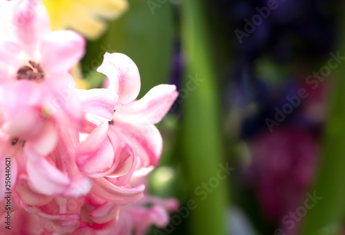 Close up of flower for design wall paper background 