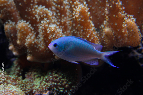 Grüne Schwalbenschwänzchen (Chromis viridis)