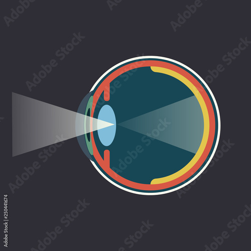 Human eye dissection infograpgic scheme