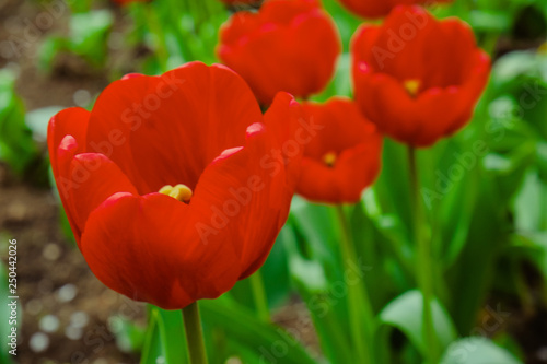 Group of red tulips in the park. Spring landscape background.