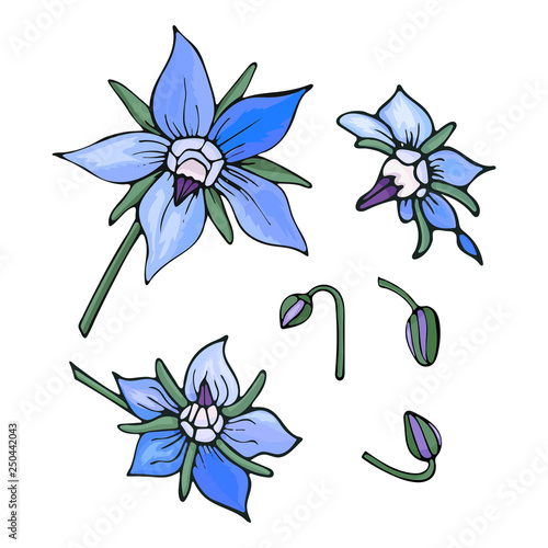 Vector set of floral elements. Hand-drawn blue flowers and buds borage isolated on white backgrount. Endless texture with borago