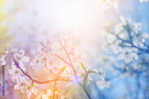 White cherry blossoms in spring sun with sky background