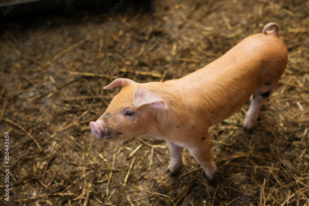 Small pigs in the farm. Fattening pigs. Small pigs in the farm. Fattening pigs.