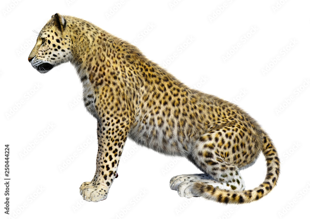 3D Rendering Big Cat Leopard on White 3D Rendering Big Cat Leopard on White