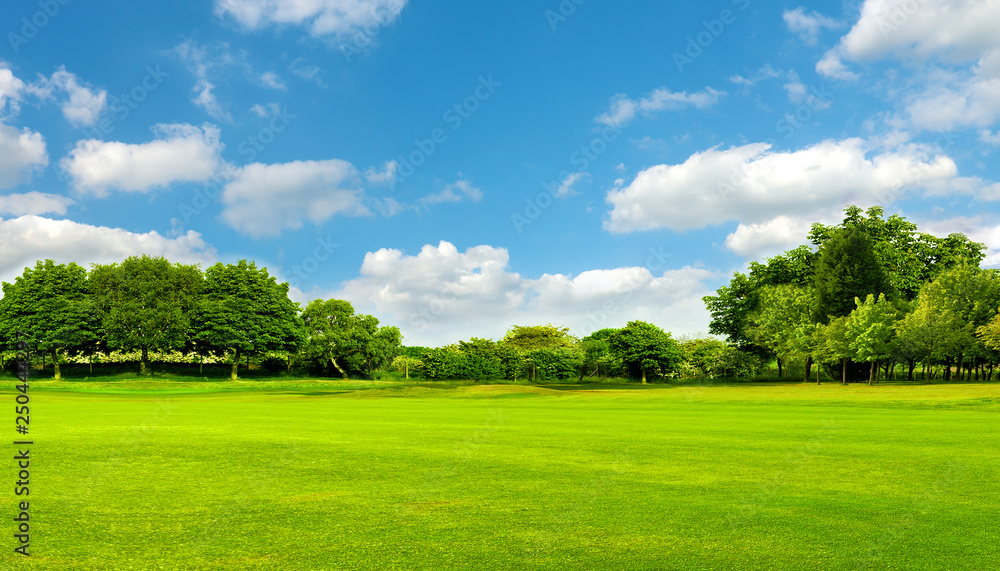 Green field, tree and blue sky.Great as a background,web banner - obrazy, fototapety, plakaty 