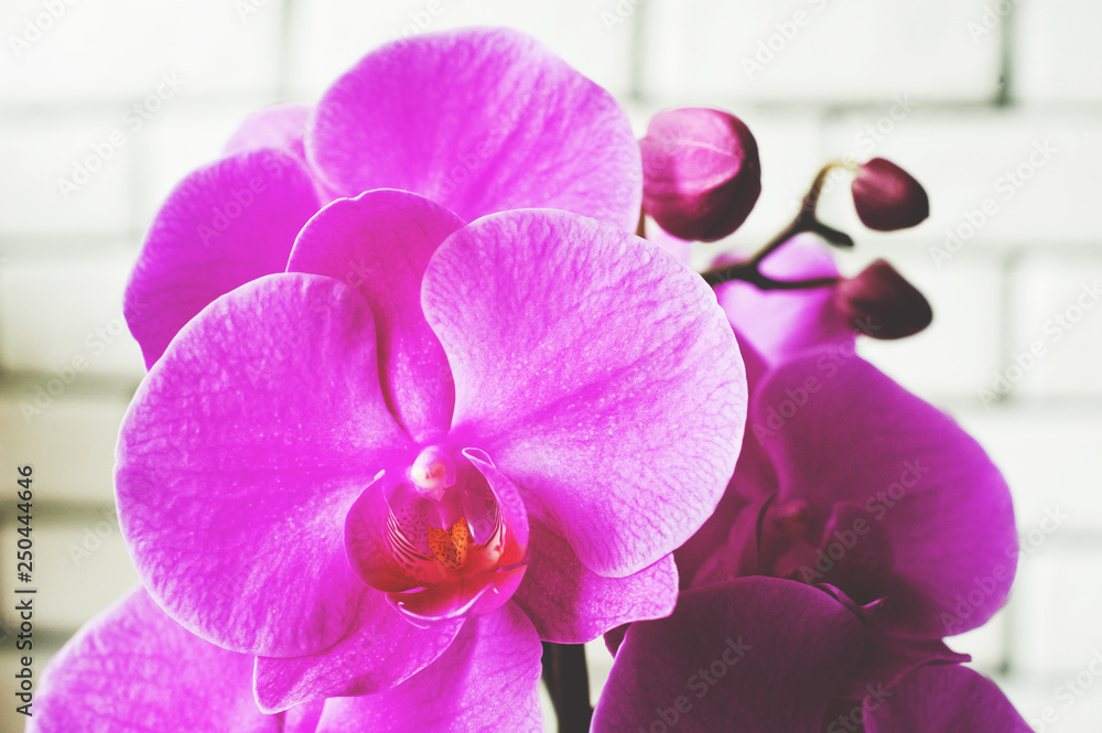 Obraz premium Naturalna tekstura różowych orchidei Phalaenopsis to zbliżenie i kopia przestrzeni. Kwiaty koralowych orchidei, zdjęcie stonowanych