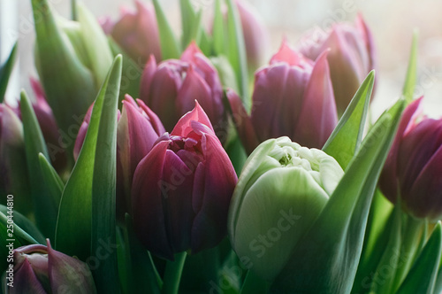 Close up and selective soft focus image of beautiful pink and green tulips. Blurred abstract background. Spring, holiday, date, event concept, for card