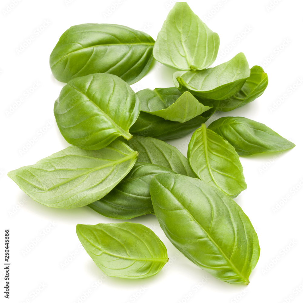 Fototapeta premium Sweet basil herb leaves handful isolated on white background closeup