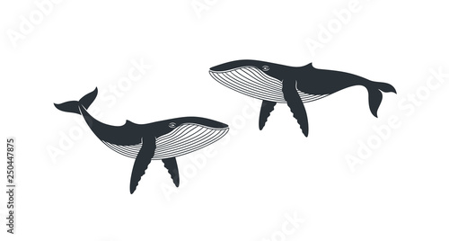 Whale logo. Isolated whale on white background